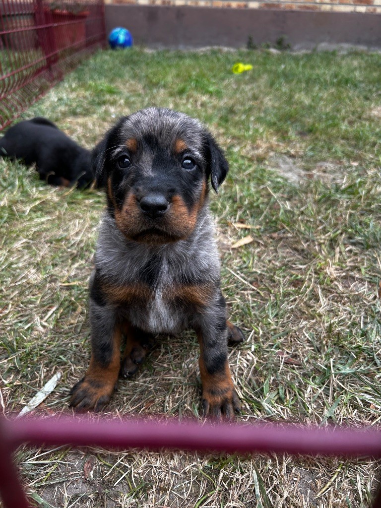 Du Looberghois - Chiots disponibles - Berger de Beauce
