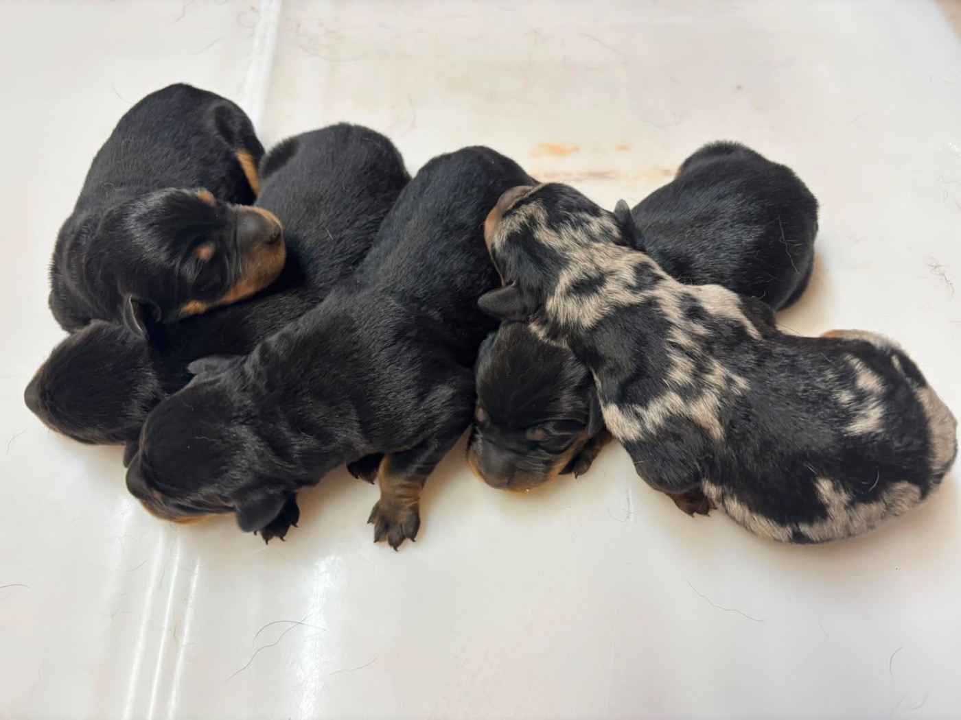 Du Looberghois - Chiots disponibles - Berger de Beauce