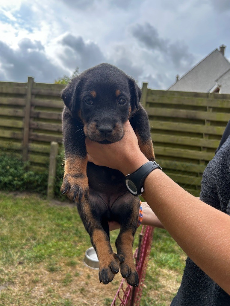 Du Looberghois - Chiots disponibles - Berger de Beauce