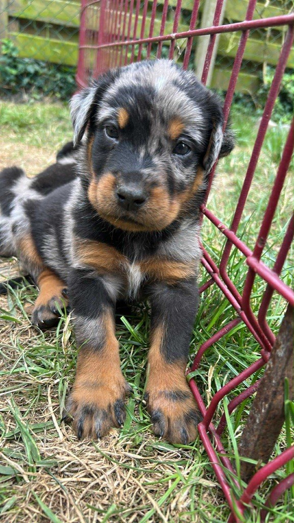 Du Looberghois - Chiots disponibles - Berger de Beauce