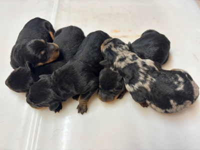 CHIOT 3 noir et feu