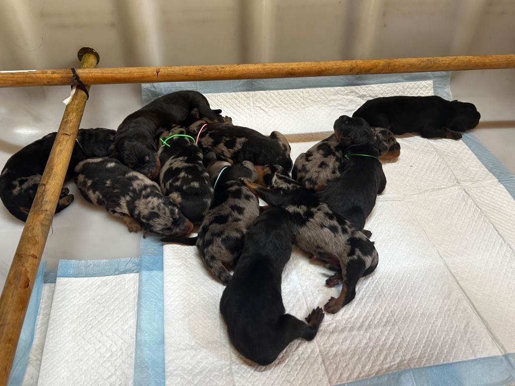 Du Looberghois - Chiots disponibles - Berger de Beauce